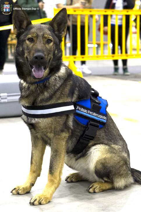 cane polizia penitenziaria